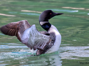 The majestic Loon...