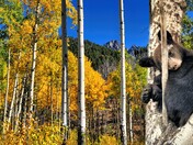 Sleeping Black bear cub at Highway 1A/ Banff, N.P.