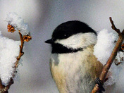 chickadee portrait