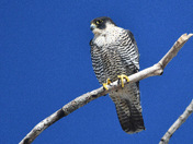 Peregrine