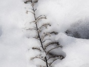 Branch in the Snow