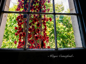 The poppies of The Tower of London