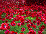 The poppies of The Tower of London