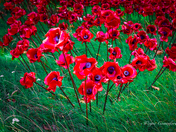 The poppies of The Tower of London