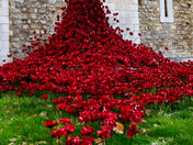 The poppies of The Tower of London