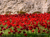The poppies of The Tower of London