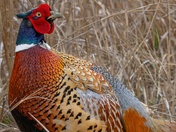 Almost Late for Work