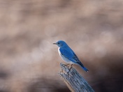 Spring is Almost Here