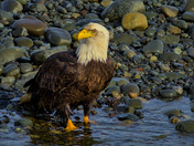Eagle In A Stream