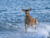 Someone's getting late for a date