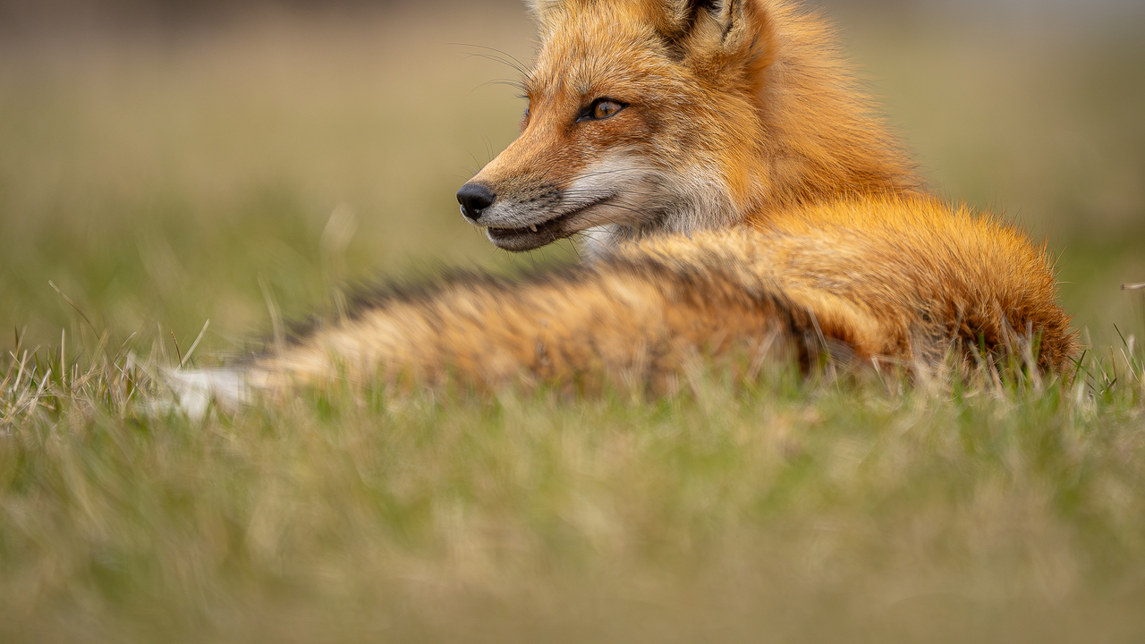 Healthy looking red fox