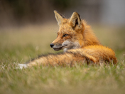 Healthy looking red fox