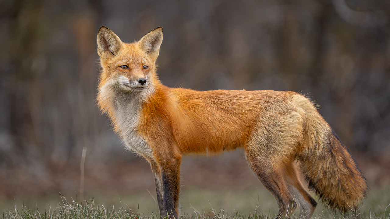 Healthy looking red fox