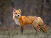 Healthy looking red fox