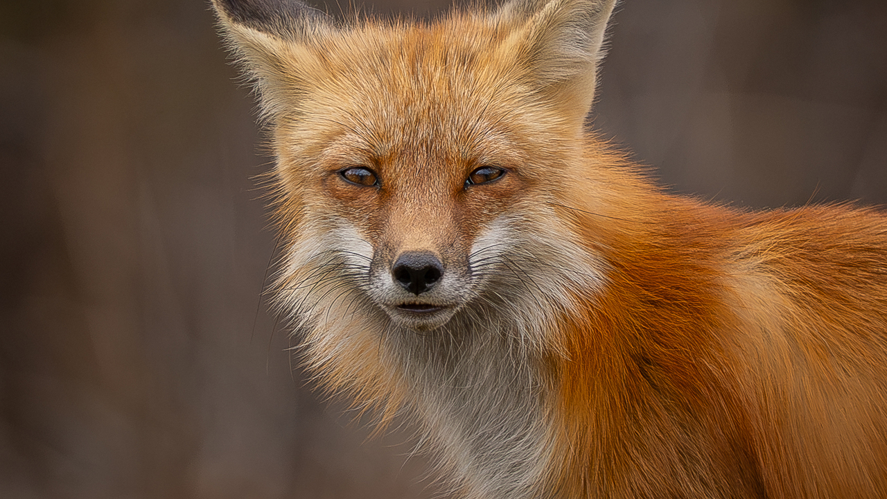 Healthy looking red fox