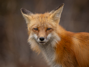 Healthy looking red fox