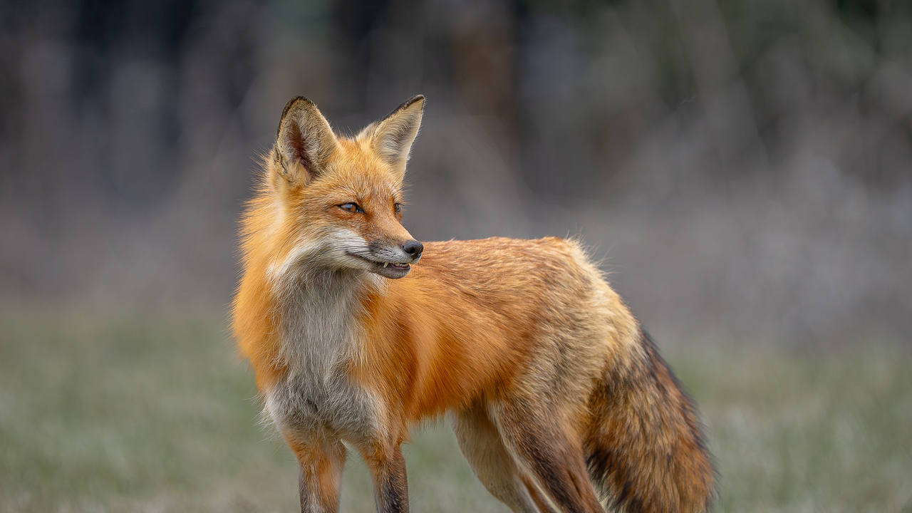 Healthy looking red fox