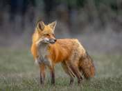 Healthy looking red fox