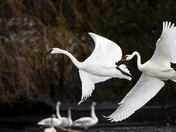 Swans In Flight
