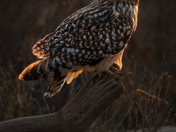 Short-eared Owl in the evening light