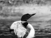 Contrasting splashes