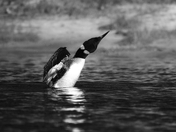 Contrasting splashes