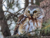 Northern saw-whet owl