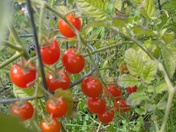 The wait is on for warmer weather 🍅 🌿