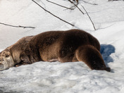 Chill!  It 'otter' be a good weekend!