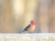 HOUSE FINCH