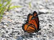 Light through butterfly wing
