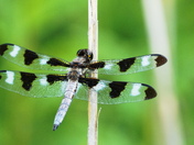 Twelve-spotted Skimmer