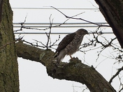 Cooper's Hawk Feeding