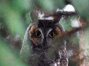 Hidden in the Evergreens