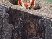 One Eye on the Forest