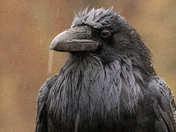 Raven