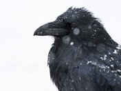 Raven