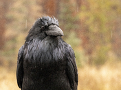 Raven