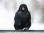 Raven