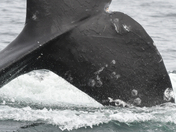 Grey Whale Tail