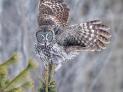 Look upon my mighty wings, and despair 