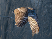 Great Grey Owl in flight