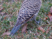 Northern Flicker