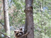 Climbing Racoon