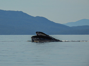 Humpbacks