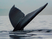Humpbacks