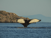 Humpbacks