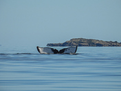 Humpbacks