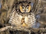 Long eared Owl 