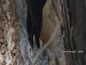 Male Pileated Woodpecker